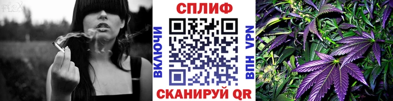 Бошки марихуана семена  закладки  Ессентуки 